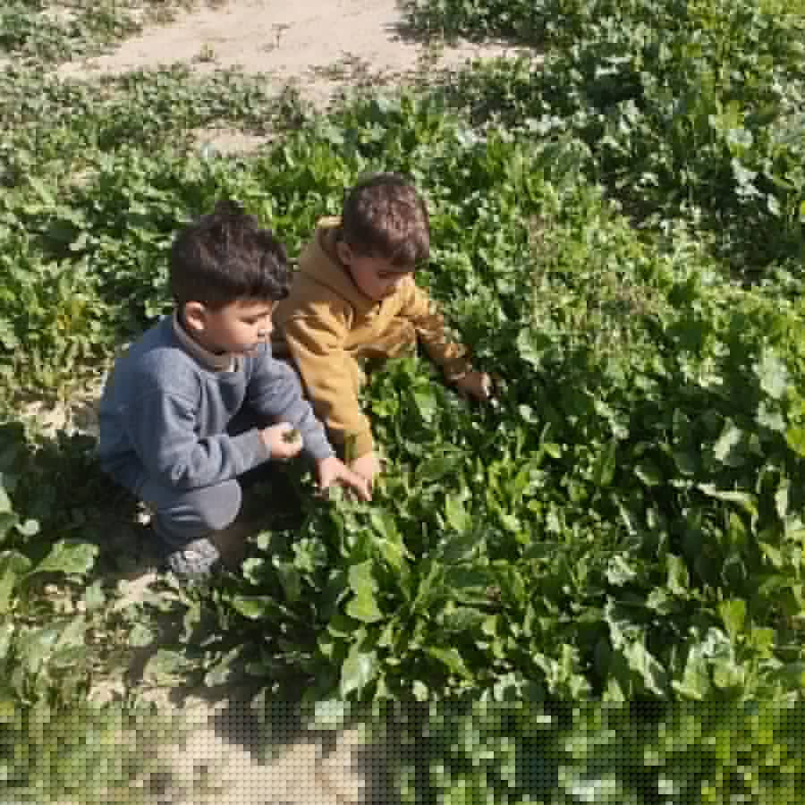 Two of Mai’s sons exploring a green field